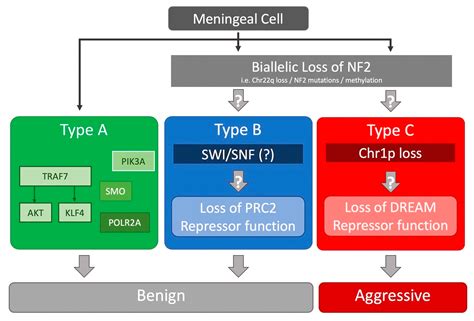 Neurofibromatosis Type 2 Chromosome 22