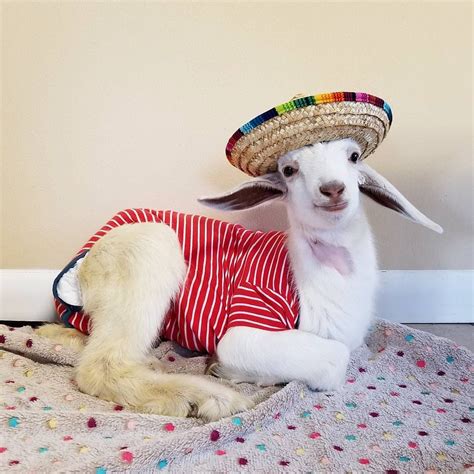 Goats Of Anarchy Happy Cinco De Mayo From Jt Farm Animals Animals And