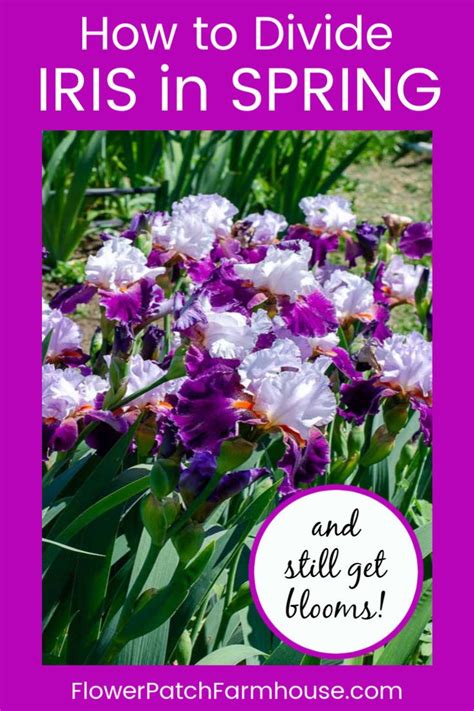 How To Divide Iris In Spring In Iris Flowers Garden Iris Garden