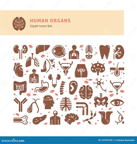 Icons Internal Human Organs For Infographic Vector Illustration