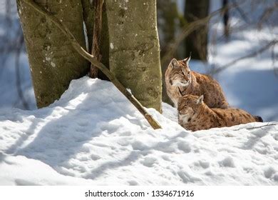 Two Lynxes Resting Snow Winter National Stock Photo 1334671916 ...