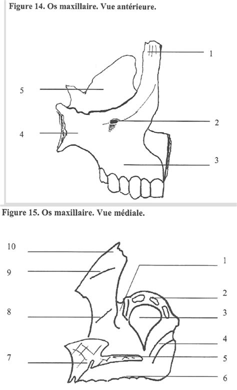 Diagramme De Cours T Te Et Cou Quizlet