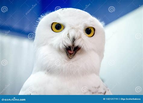 Snowy Owl With Blue Eyes