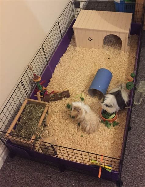 Gallery - C&C Guinea Pig Cages - Mesh and Grid Cages for Pets