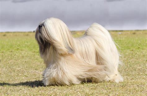 Lhasa Apso Dog Breed Information Catdogfish