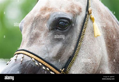 Egyptian Arabian Horse Hi Res Stock Photography And Images Alamy