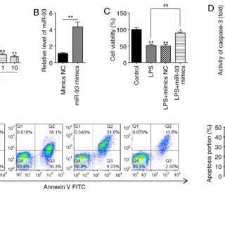 Overexpression Of Mir Suppresses Lps Induced Renal Cell Apoptosis