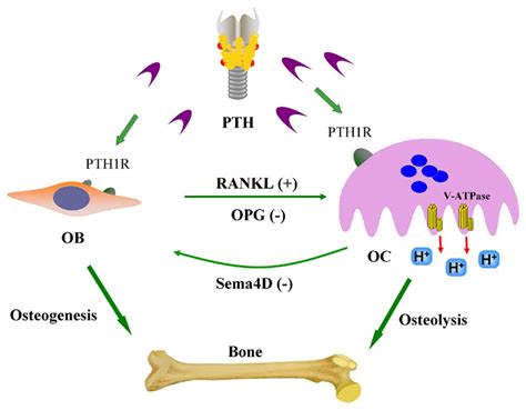 Parathyroid Hormone Mechanism