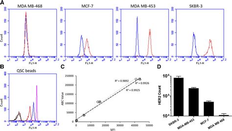 HER2 receptor number quantification for different breast cancer cells... | Download Scientific ...