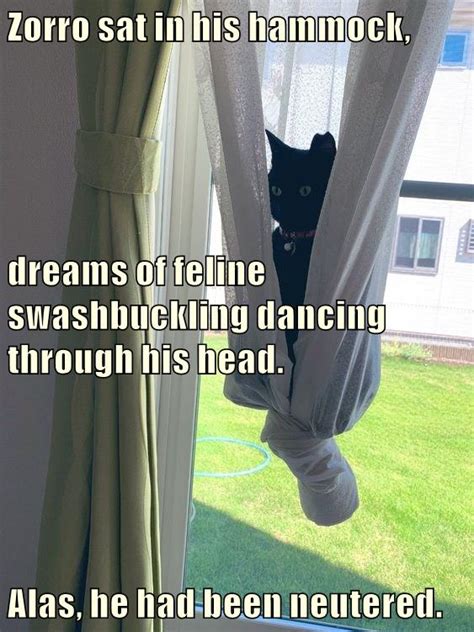 Zorro Sat In His Hammock Lolcats Lol Cat Memes Funny Cats