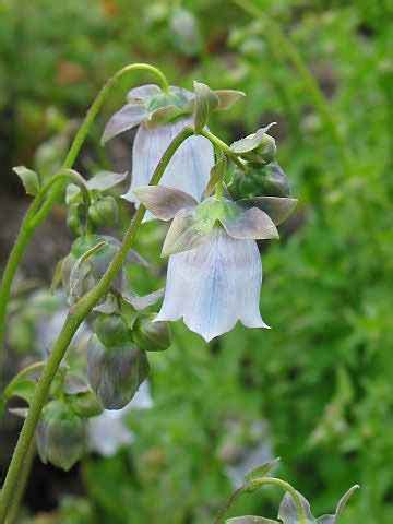 Кодонопсис (лиана)