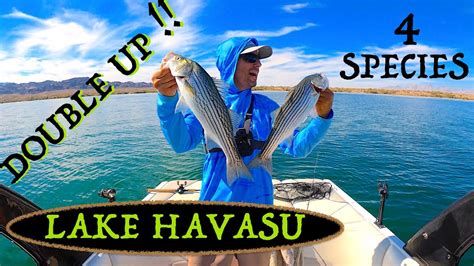 Lake Havasu Double Up Species In One Day Bass Fishing Lake