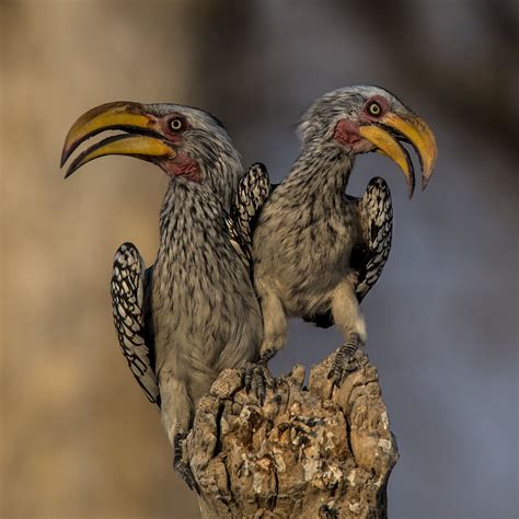 Southern Yellow Billed Hornbill Owen Deutsch Photography