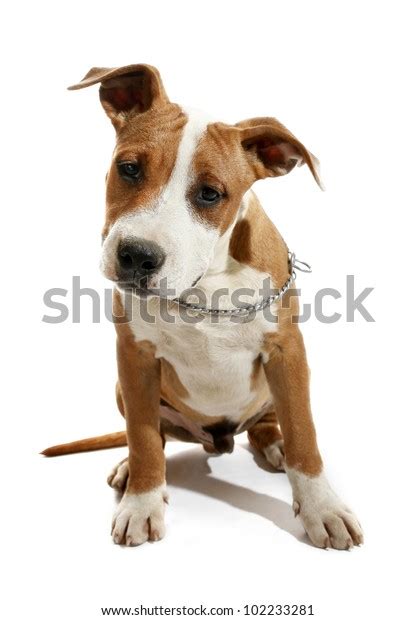 Young Staffordshire Bull Terrier Purebred Dog Stock Photo 102233281