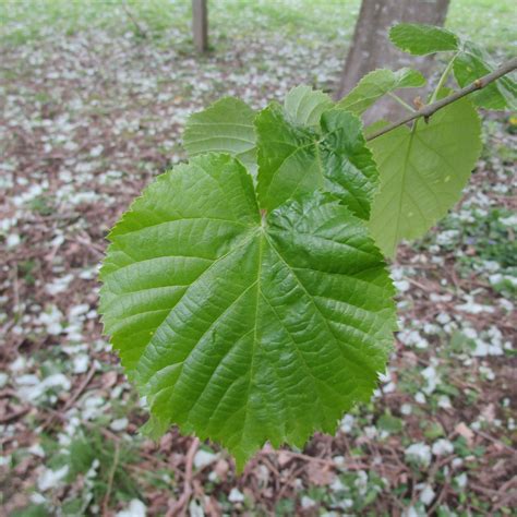 Tilia Tomentosa In Cathays Cemetery