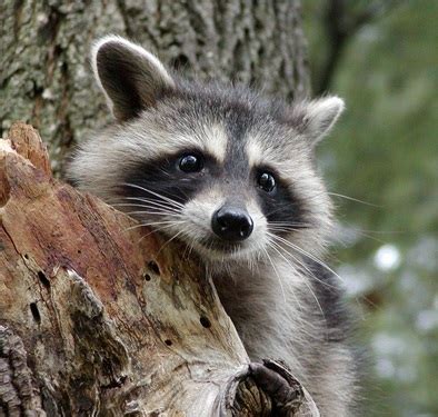 Raccoon – Procyon lotor | Facts About Animals