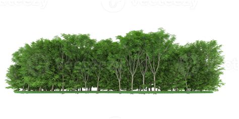 Realistic forest isolated on transparent background. 3d rendering ...