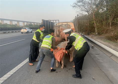 惊险一幕！“二师兄”高速“越狱”！厦门高速交警出手了 生猪