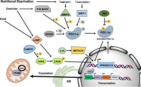 Overview of mitochondrial biogenesis. The bulk of biogenesis is ...