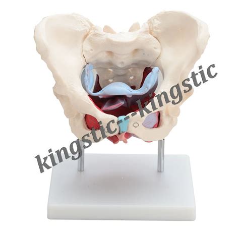 CBM-031C Female Pelvic with Muscles and Organs | kingstic