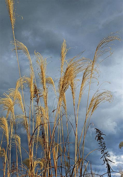 Bristling Cattails Photograph By Laura Merz Fine Art America