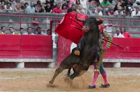 Fotos Gratis Hombre Semental Negro Toro Actuaci N Plaza De Toros