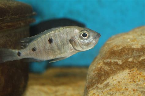 Copadichromis Melas Malawi Cichlidy Cz