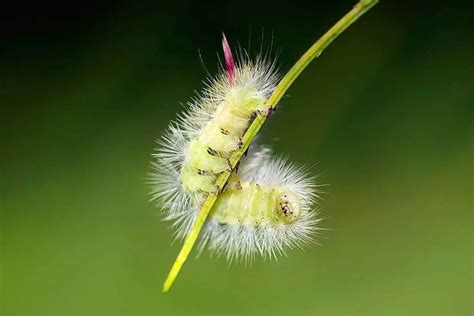 Are Fuzzy Caterpillars Poisonous to Dogs? - Wildlife Informer