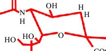 Sialic Acid The Receptor For HA And The Substrate For NA NANA