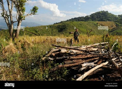 Rain Forest Burn Deforestation High Resolution Stock Photography And