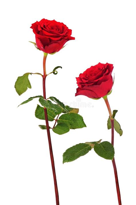 Rosas Vermelhas Isoladas No Fundo Branco Imagem De Stock Imagem De