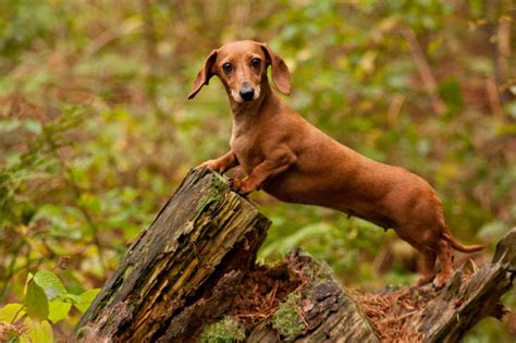 D A Nacional Del Perro Salchicha Por Qu Se Celebra Cada De Febrero