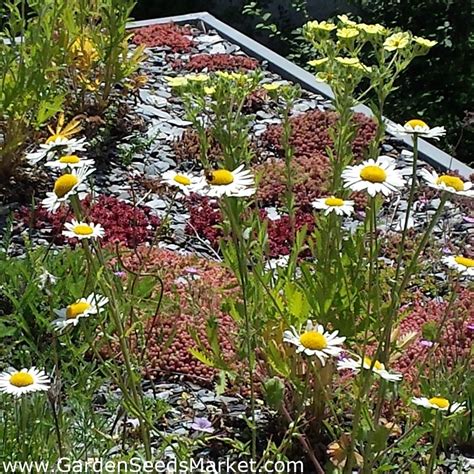 Roof plant selection - annual and perennial plants – Garden Seeds Market | Free shipping