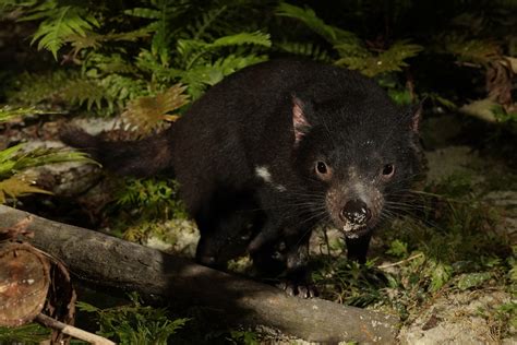 Singapores First Tasmanian Devils Debut In Night Safari