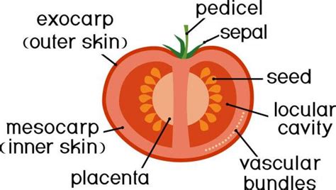 Partes De La Planta Morfolog A Y Anatom A De La Fruta Roja Madura De