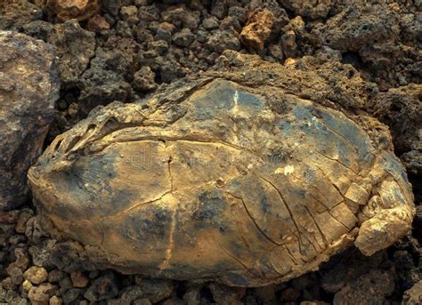 Grandes Peda Os De Lava Dos Vulc Es A Ltima Erup O Est Na Cinza