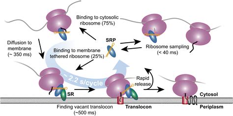 Srp Mediated Protein Targeting Structure And Function 46 Off