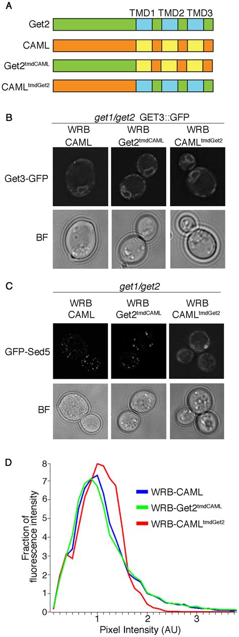 The Transmembrane Domains Of CAML Are Essential For A Functional