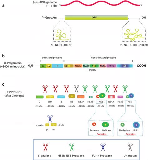 Genome Organization And Proteolytic Cleavage Of JEV Proteins A The