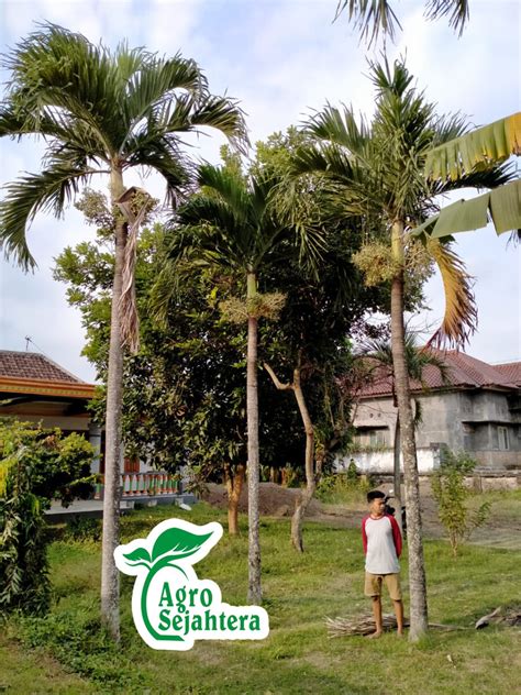 Apakah Pohon Palem Dan Pohon Kelapa Sama Tani Sejahtera