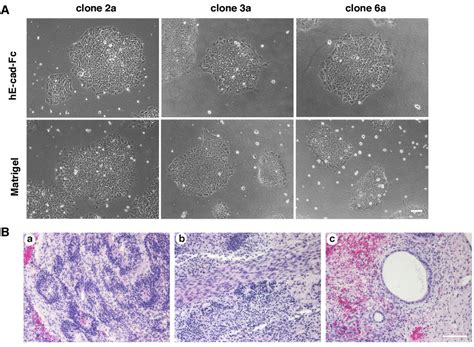 Filehuman Induced Pluripotent Stem Cells 01 Embryology