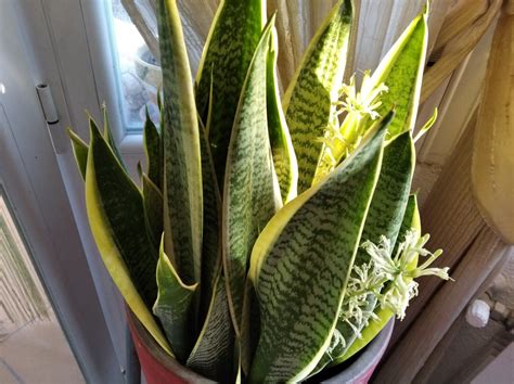 How To Get Your Snake Plant To Bloom Fast With Images Of Flowering