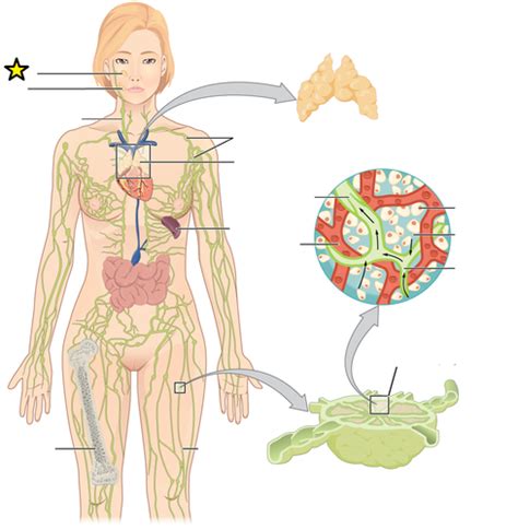 BIO 1131 Chapter 21 Lymphatic System Flashcards Quizlet