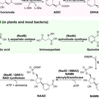 The Three Nad De Novo Biosynthesis Pathways Enzymes Used In This