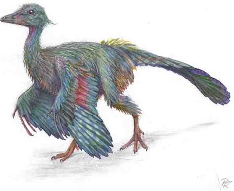 Archaeopteryx – Archaeopteryx lithographica - Dinosaurs