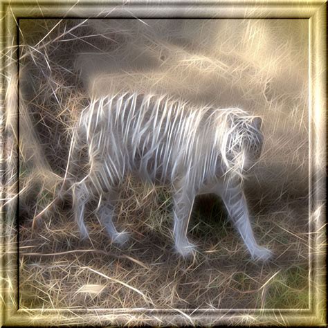 White Tiger Free Stock Photo Public Domain Pictures