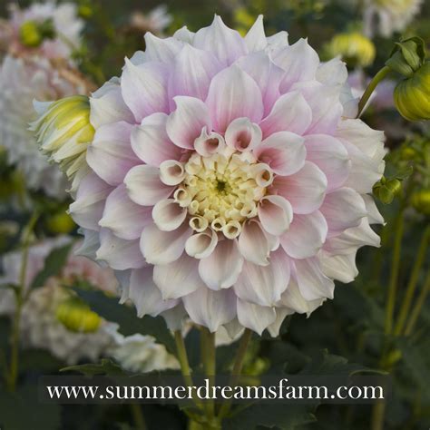 Dahlia Gitts Perfection — Dahlia Summerdreamsfarm