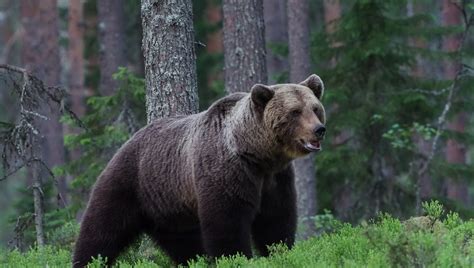 Come Stanno I Grandi Carnivori Delle Alpi Il Rapporto Della Provincia