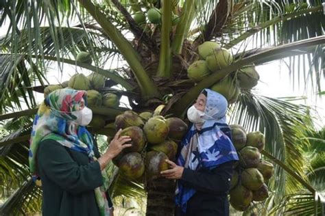 Bibit Kelapa Genjah Pandan Wangi Dari Sumut Juga Sudah Disertifikasi