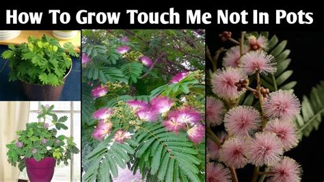 How To Grow Touch Me Not In Pots Mimosa Pudica Shy Plant Love